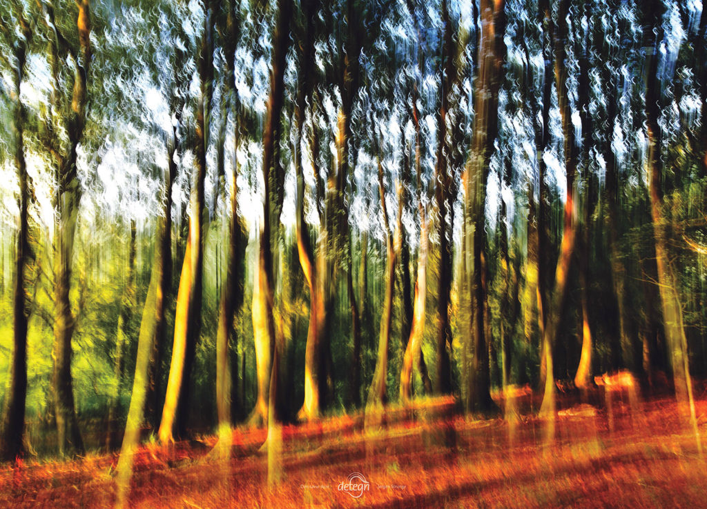 den-tavse-skov 01