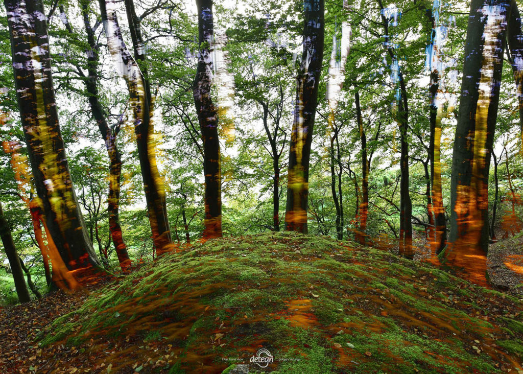 den-tavse-skov 03