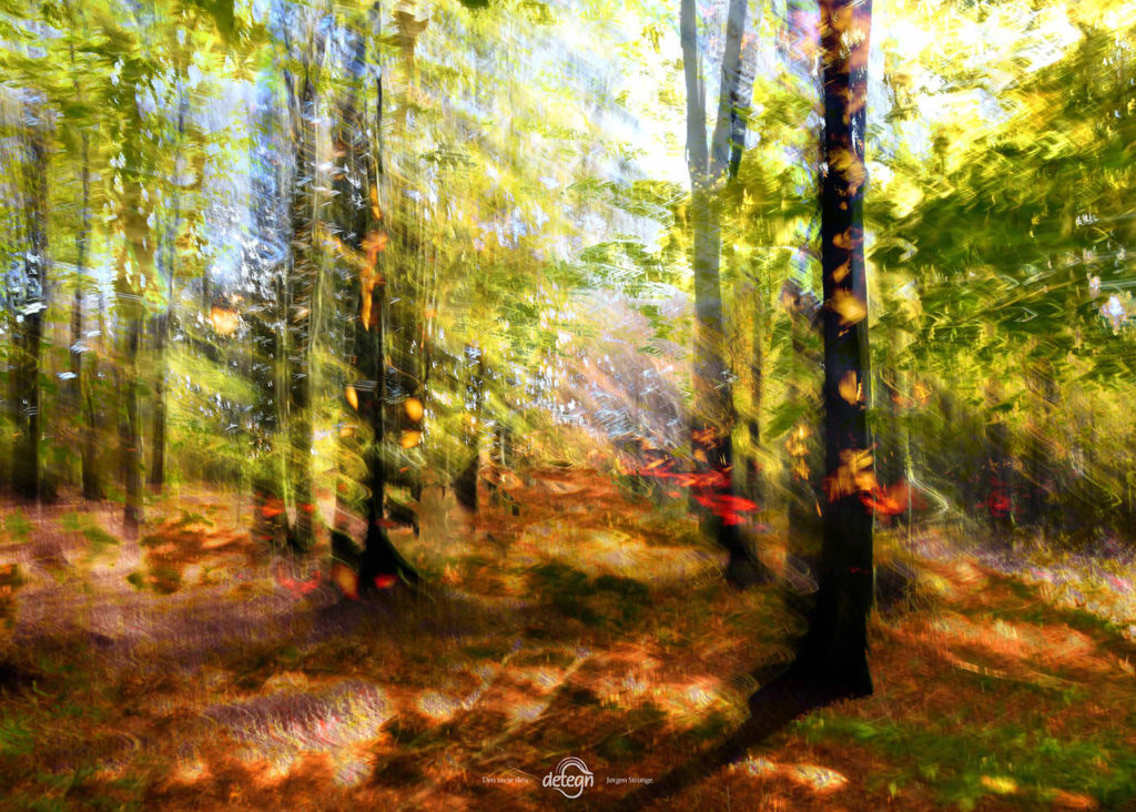 den-tavse-skov 08