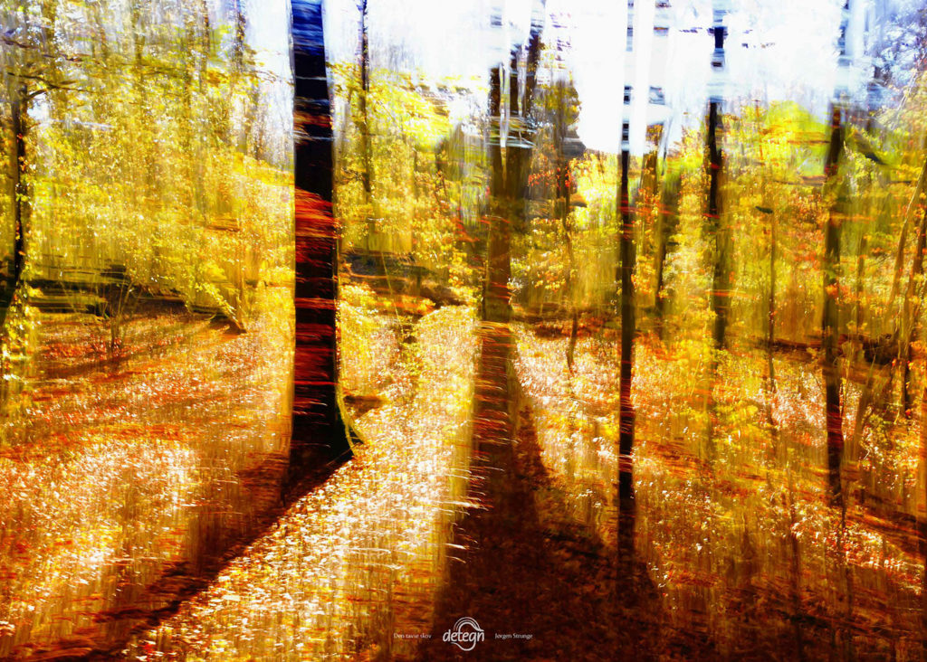 den-tavse-skov 11